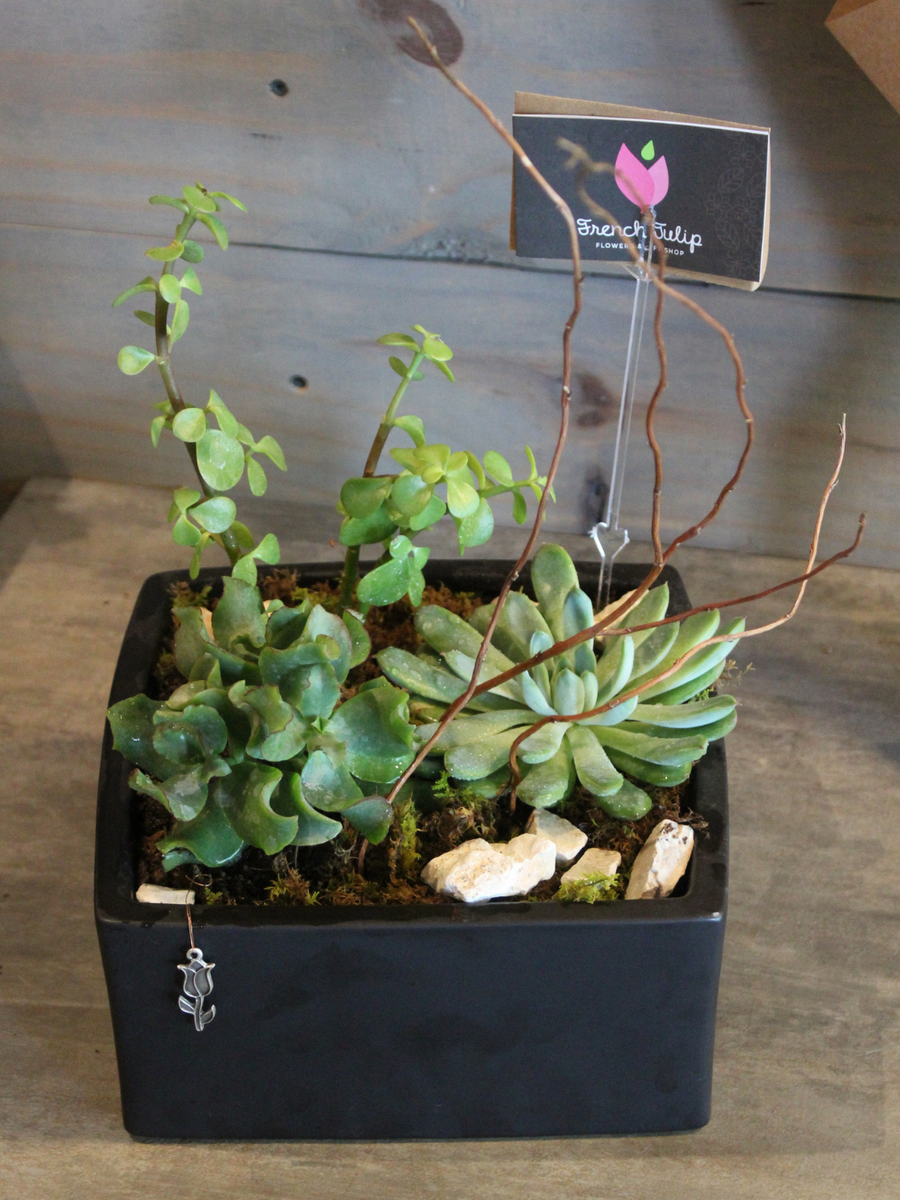 3 Small Plants Base 7