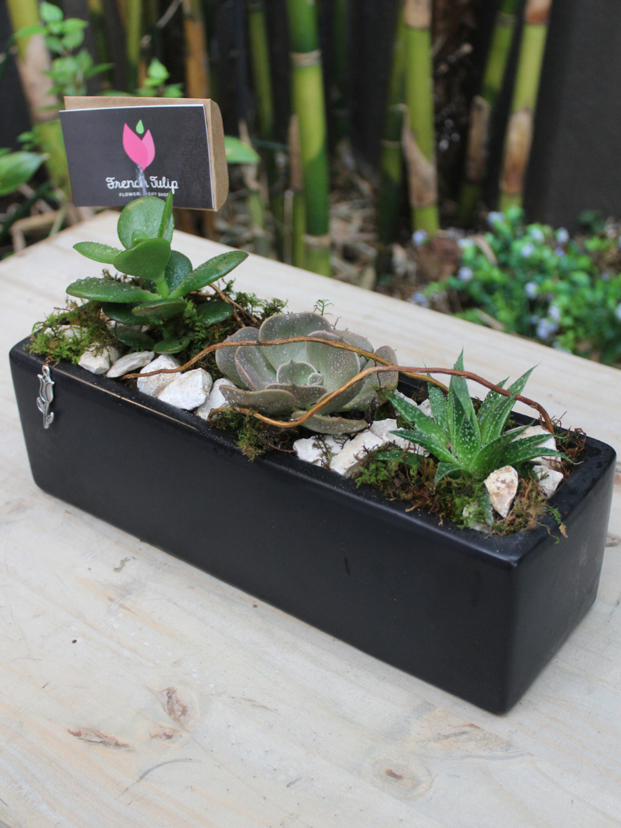3 Small Plants Base 12x4x4