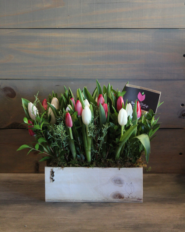Tulip Garden 5x10