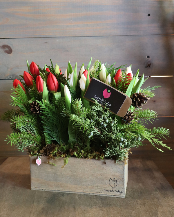 Xmas Tulip Garden | 5x10