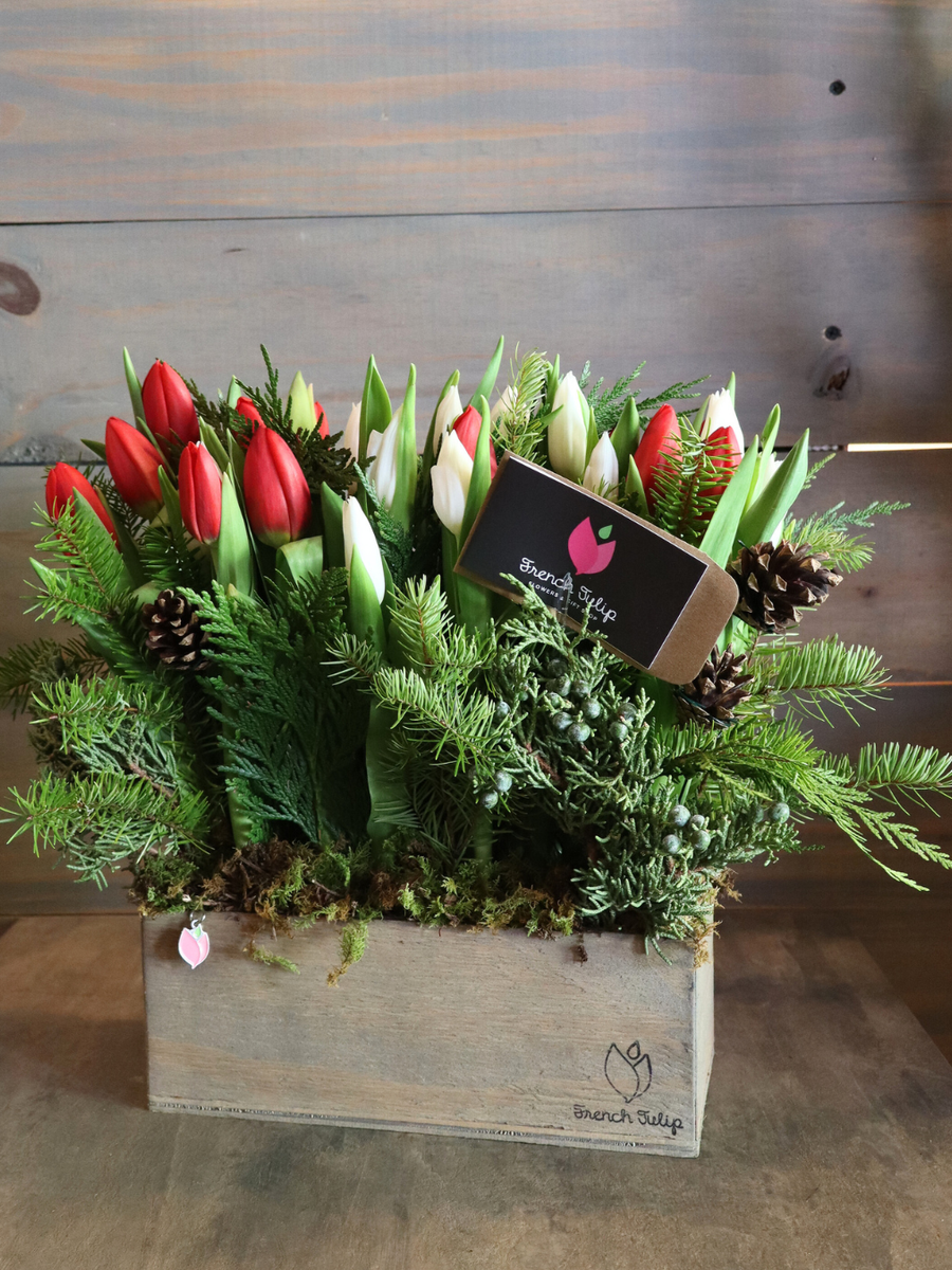 Xmas Tulip Garden | 5x10